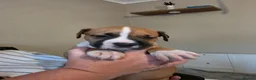 American Bulldog dogs for sale: American bull.dog puppies  in Wigan - Advert 2