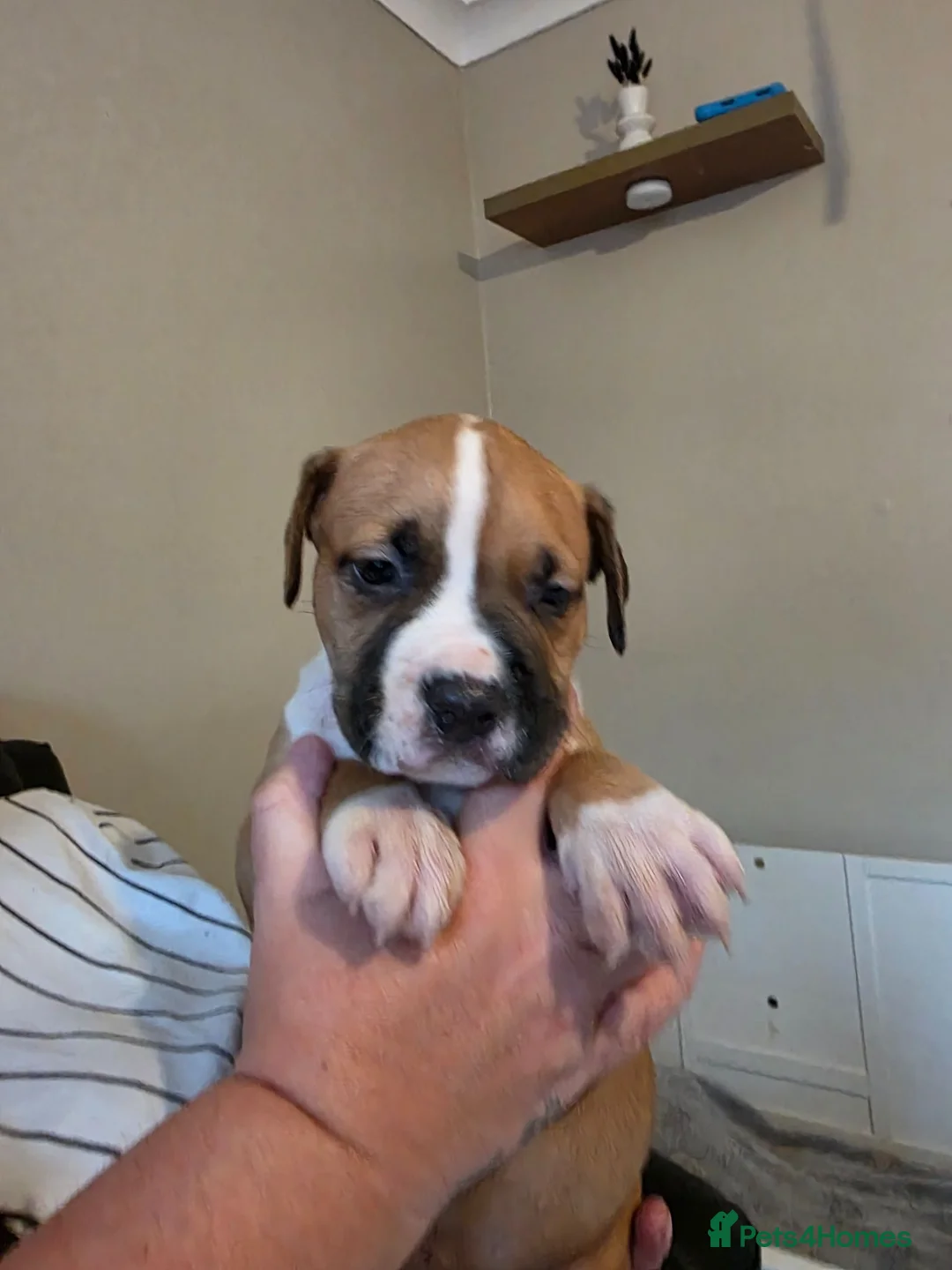 American Bulldog dogs for sale: American bull.dog puppies  in Wigan - Advert 2