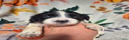 English Springer Spaniel dogs for sale: Beautiful English Springer spaniel pups - Advert 25
