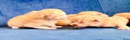 Ragcoon cats for sale: Rare Ragacoon Ragdoll x Maine Coon  - Advert 15