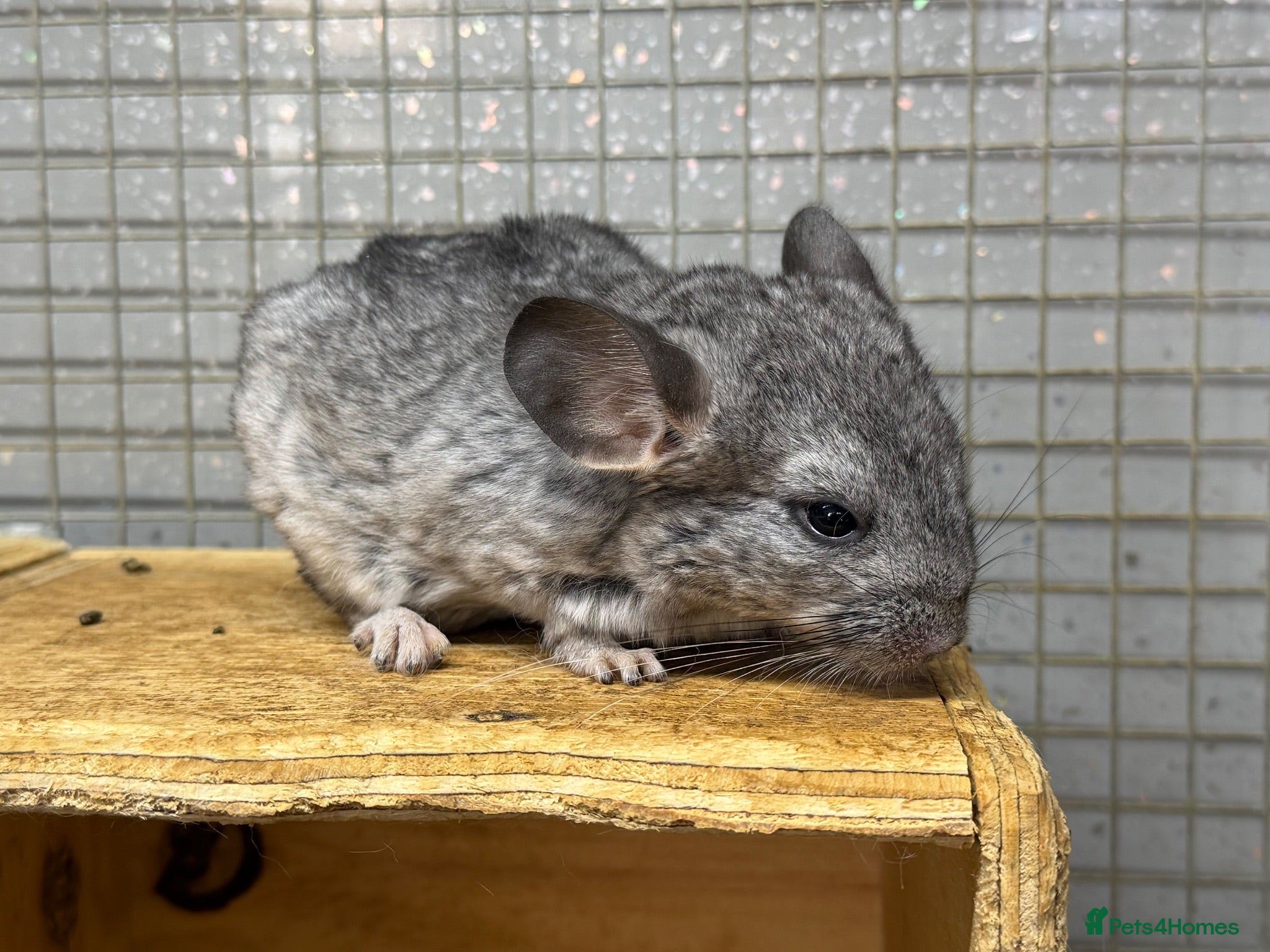 Chinchilla rodents 3 Male Chinchilla Kits - Advert 2