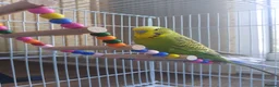 Budgerigars birds for sale: Budgies with cage in Dunstable - Advert 4