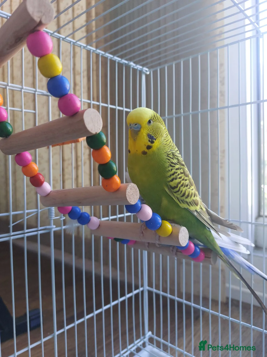 Budgerigars birds for sale: Budgies with cage in Dunstable - Advert 4