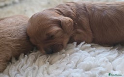 Cavapoo dogs for sale: Miniature cavapoo f1bb puppies - Image 2