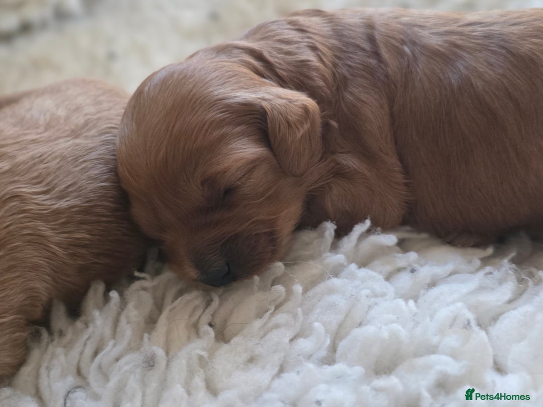 Cavapoo dogs for sale: Miniature cavapoo f1bb puppies - Image 2