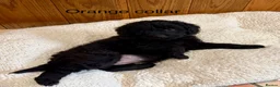 Labradoodle dogs for sale: Miniature Labradoodles- from experienced breeder - Advert 25
