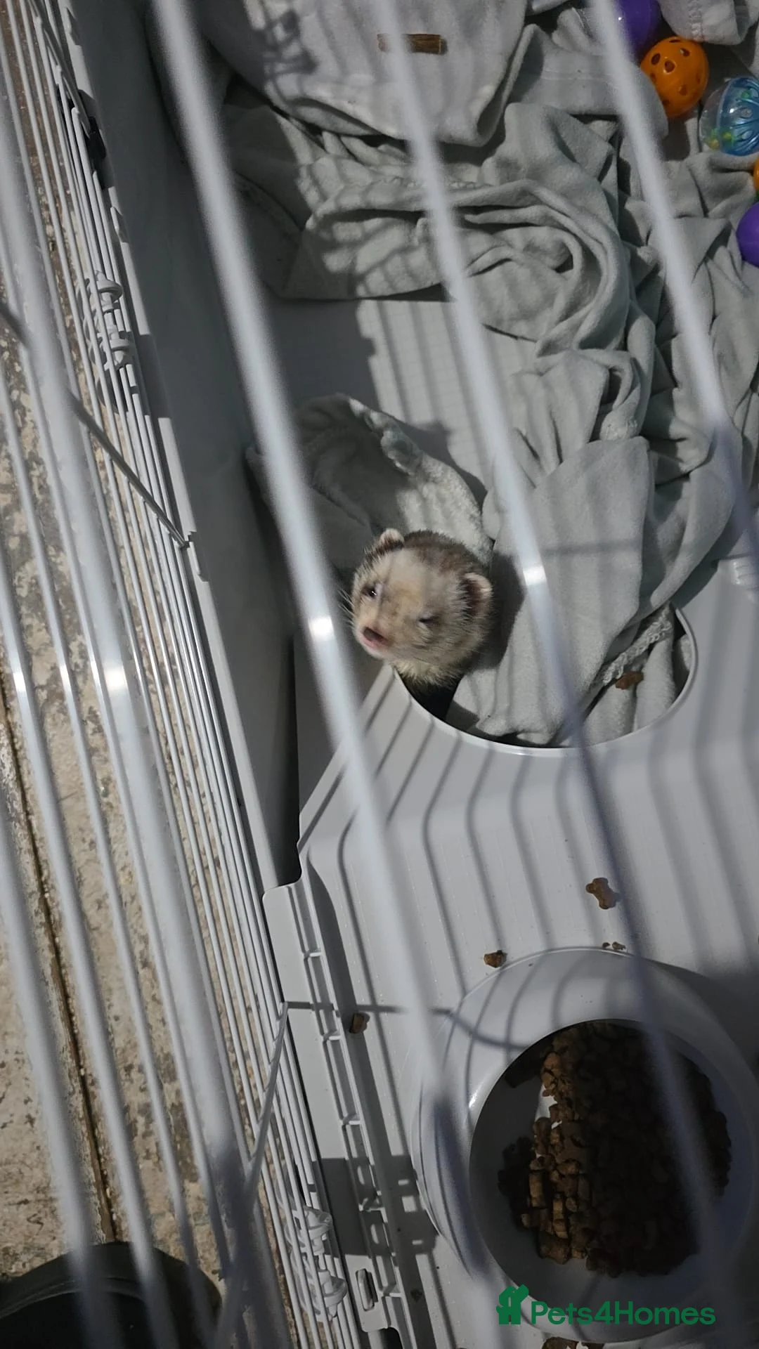 Ferret rodents for sale: Male ferret - Advert 2