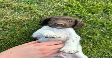 English Springer Spaniel dogs - Advert 15