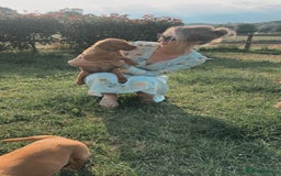 Labrador Retriever dogs for stud: Dark Fox Red KC fox red Labrador for Stud in Hereford - Image 23