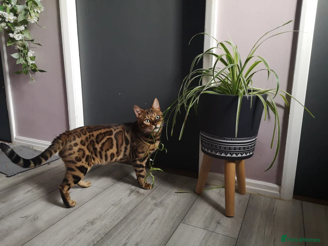 Bengal cats for sale: TICA registered active male - Advert 1
