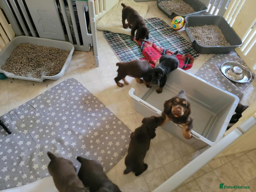 Field Spaniel dogs for sale: Field Spaniel Puppies for Sale – Lovable & Ready! - Image 8