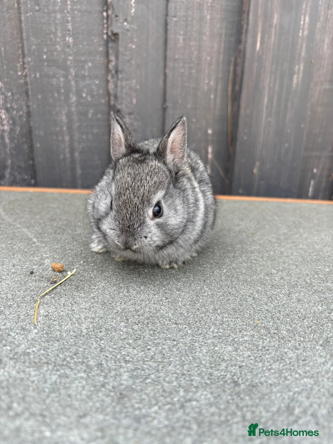 Netherland Dwarf rabbits for sale: Netherland dwarf x Rex  - Advert 3