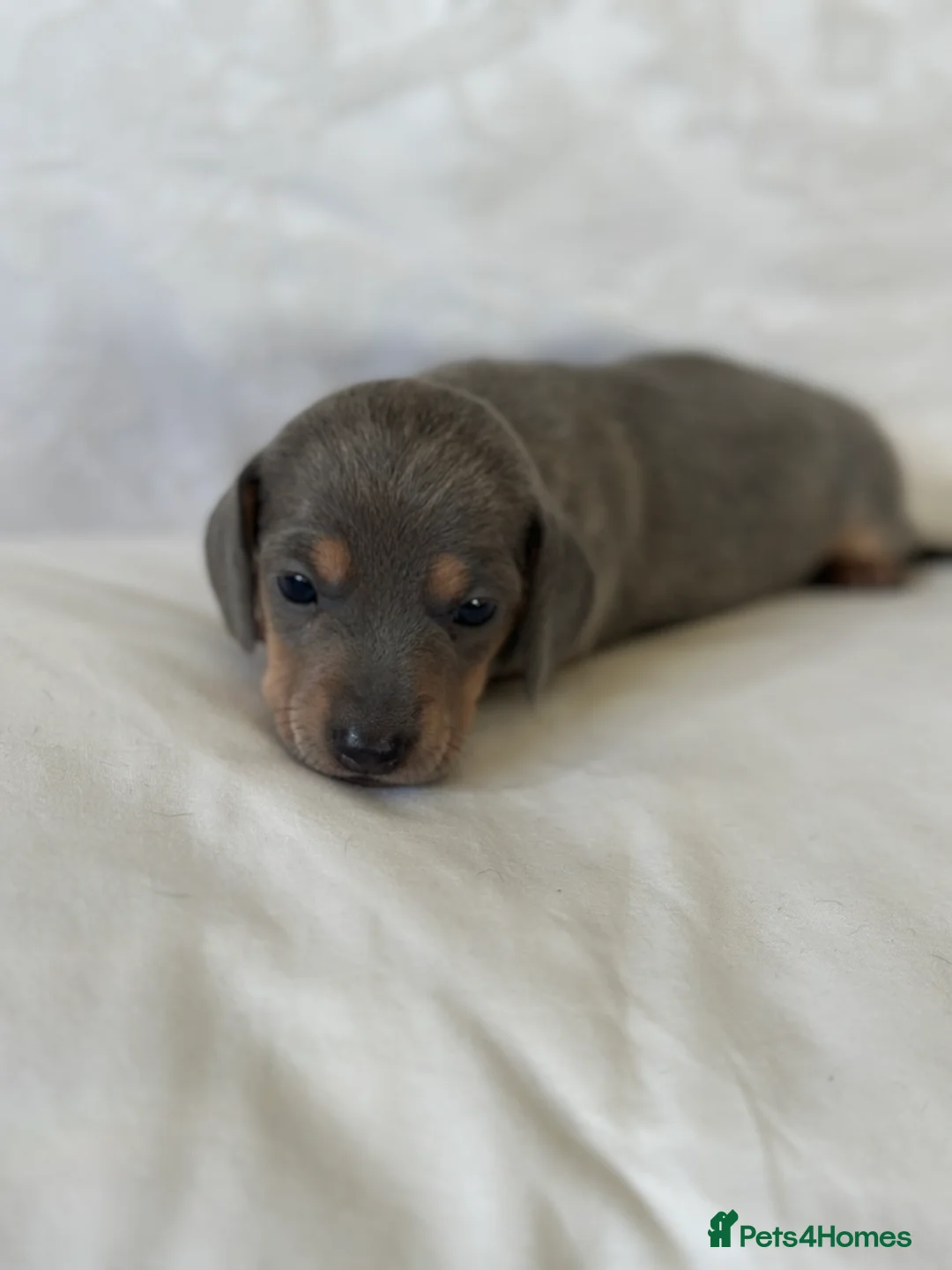 Miniature Dachshund dogs for sale: KC READY NOW DAPPLE minature DACHSHUNDS    - Advert 11