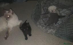 Mixed Breed cats for sale: Ragdoll X for sale  - Image 10