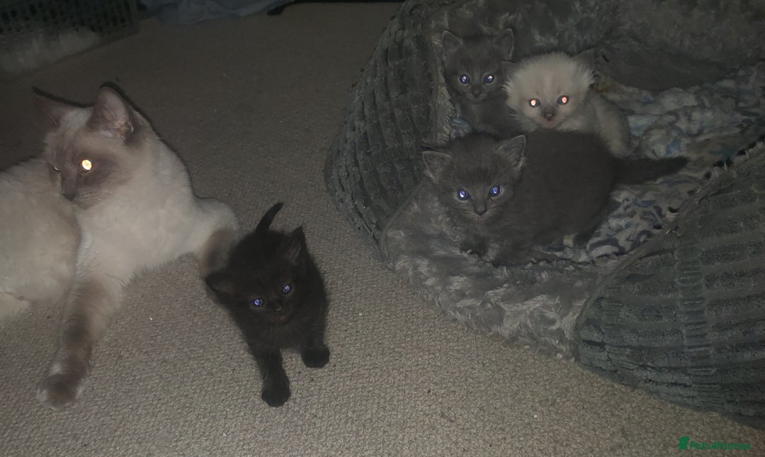 Mixed Breed cats for sale: Ragdoll X for sale  - Image 10
