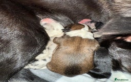 Border Collie dogs for stud: Proven pure bred tri coloured merle collie stud in Fakenham - Image 40