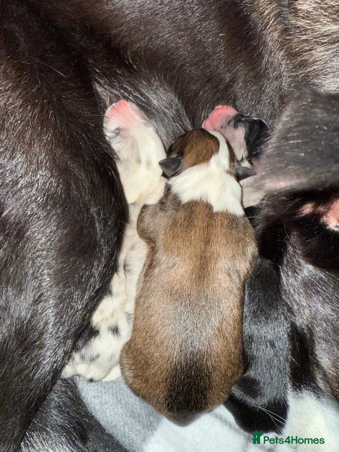 Border Collie dogs for stud: Proven pure bred tri coloured merle collie stud in Fakenham - Image 40