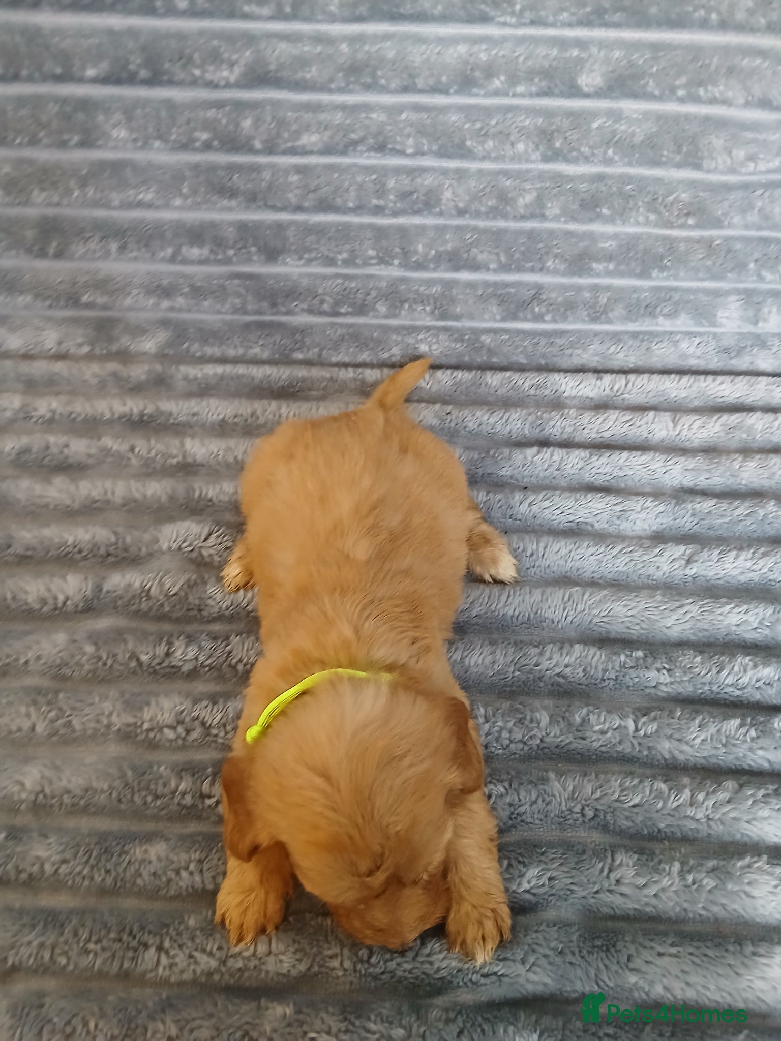 Mixed Breed dogs for sale: 8 dachshund x jack Russel puppies  in Henfield - Advert 24