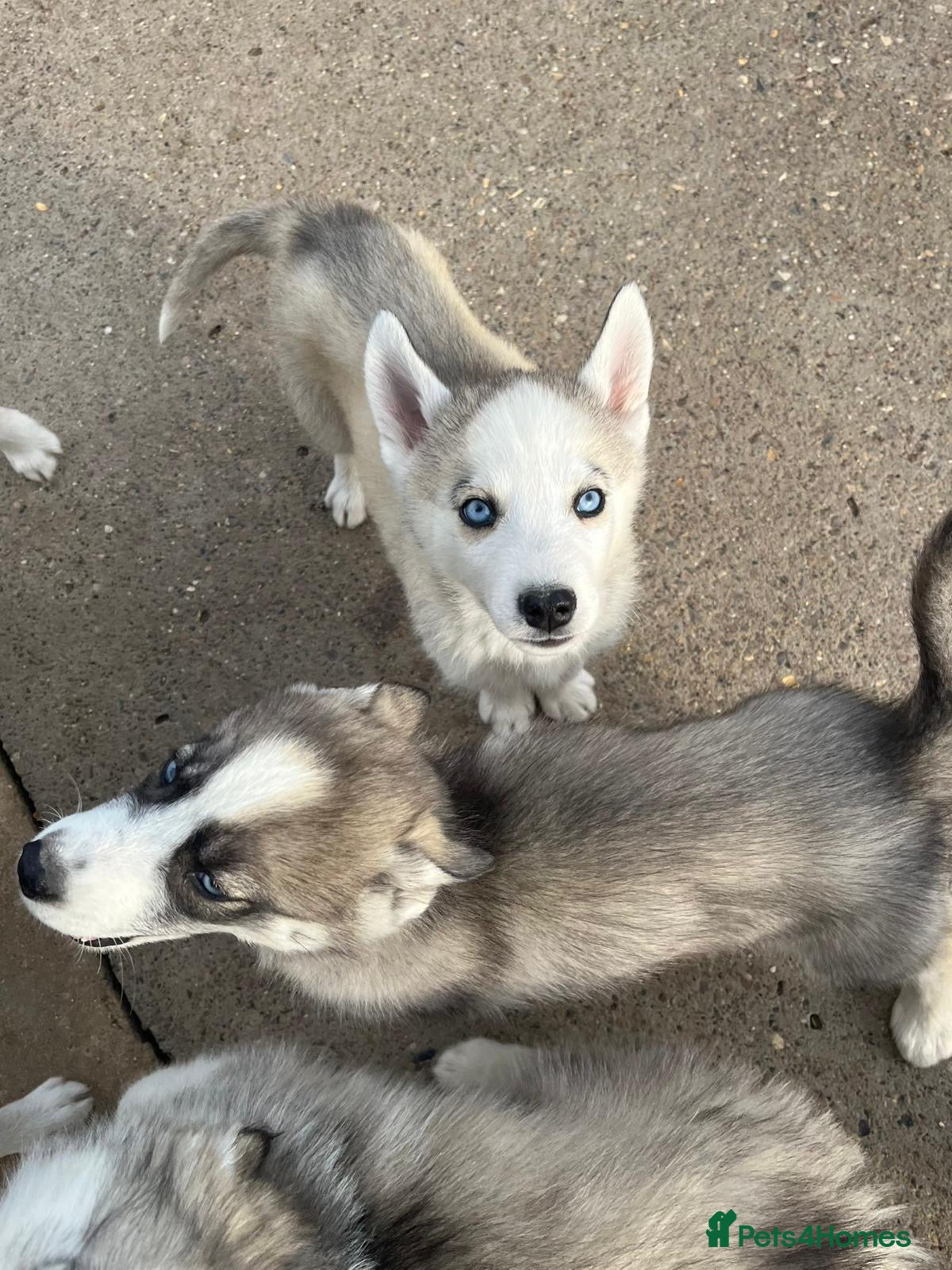 Siberian Husky dogs for sale: Stunning husky puppies  in Boston - Advert 3