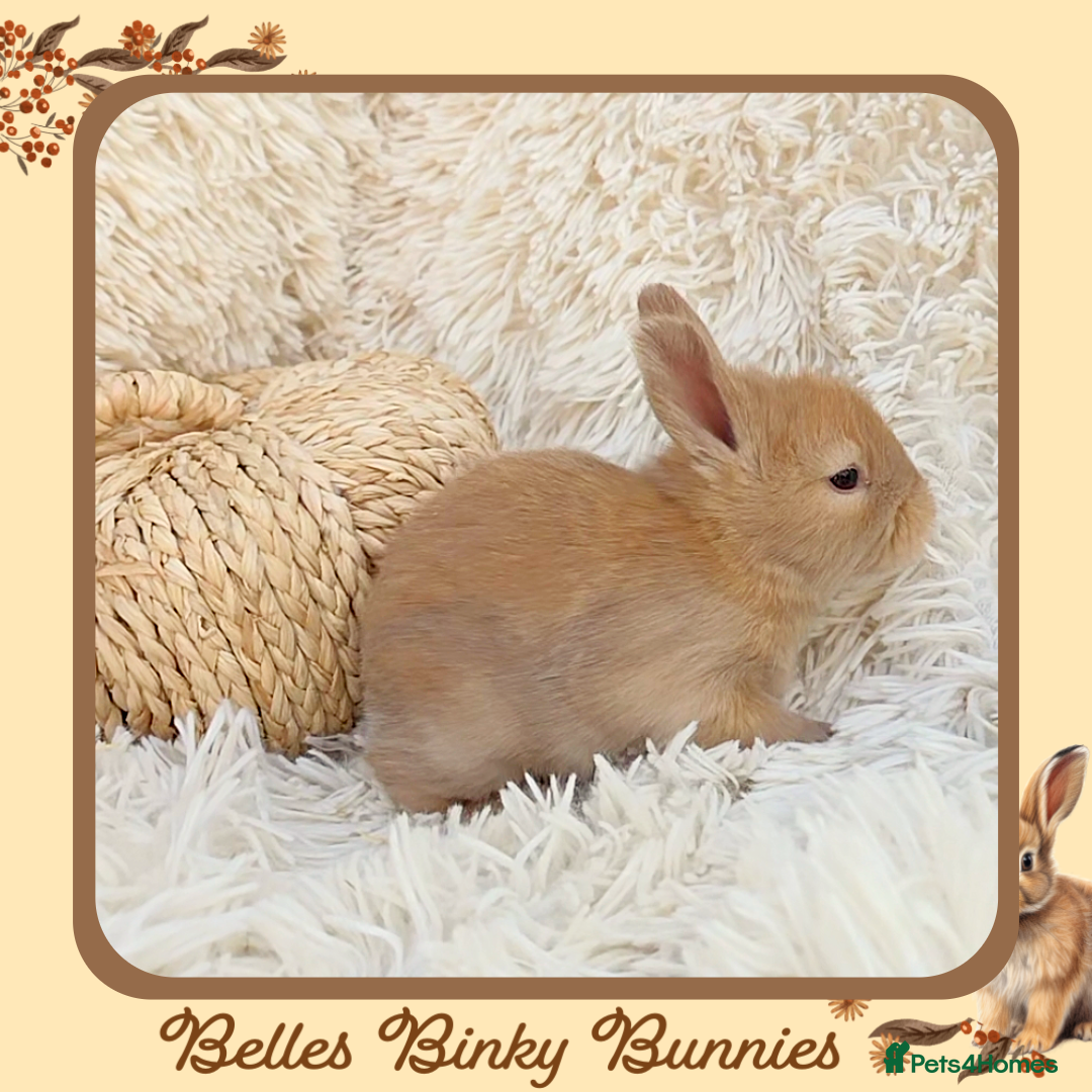 Angora rabbits for sale: 🧡 Proven Angora Doe 13mths old 🧡 - Advert 8