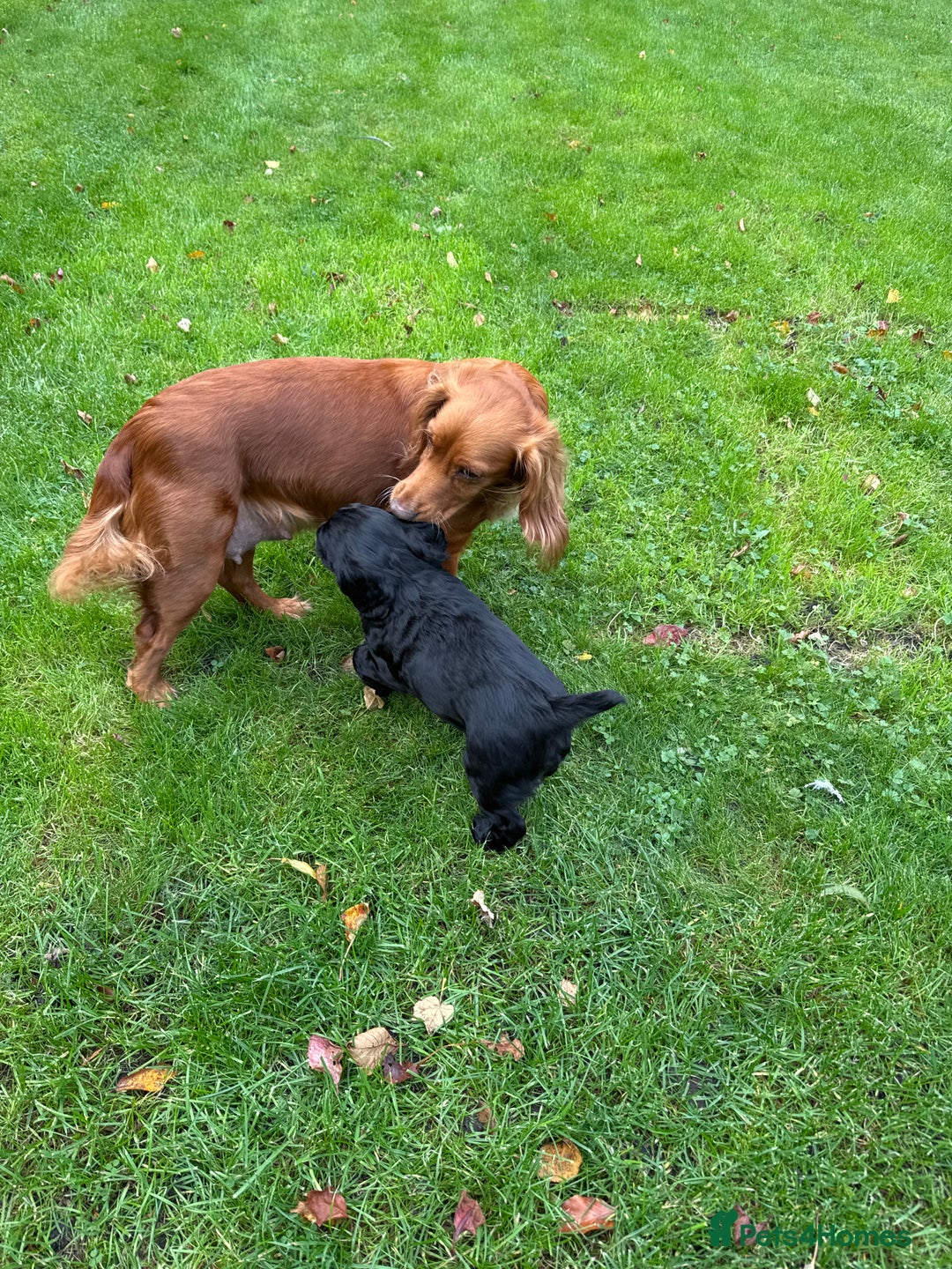 Cocker Spaniel dogs for sale: BLACK WORKING COCKER SPANIELS - Bitch and Dog - Image 21