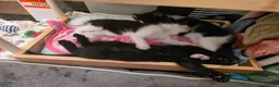 Mixed Breed cats for sale: Kittens - Advert 10