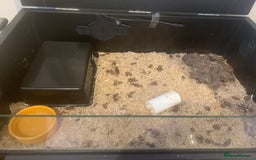 Corn Snake reptiles for sale: Corn snakes for sale - Image 9