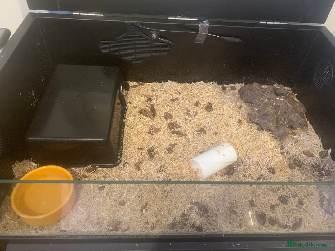 Corn Snake reptiles for sale: Corn snakes for sale - Image 9