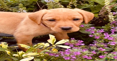 Labrador Retriever dogs - Advert 7