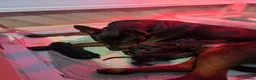 Chinese Red Dog dogs for sale: Stunning Chinese Red Dog Puppies. in Manchester - Advert 31
