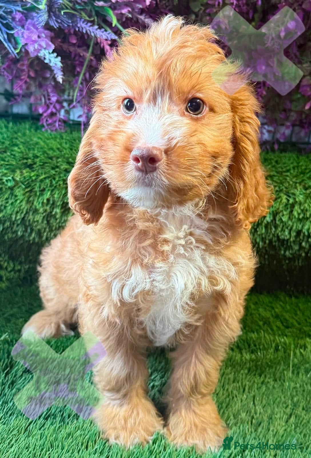 Cockapoo dogs F1 Apricots and fox reds mini cockapoos 30 dna clr - Advert 2