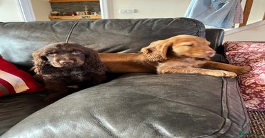 Cocker Spaniel dogs KC HEALTH TESTED SHOW cocker low co puppies ⭐️  - Advert 2