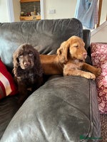 Cocker Spaniel dogs KC HEALTH TESTED SHOW cocker low co puppies ⭐️ - Advert 2