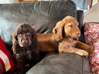 Cocker Spaniel dogs KC HEALTH TESTED SHOW cocker low co puppies ⭐️ - Advert 12