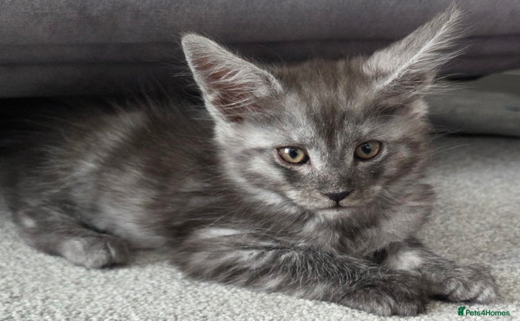 Maine Coon cats - Advert 1