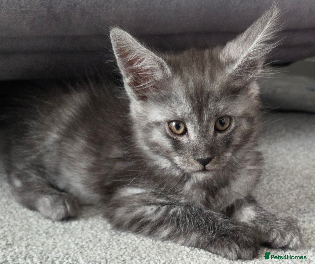 Maine Coon cats for sale: Stunning Maine Coon Kitten - Image 1
