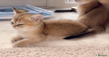 British Shorthair cats - Advert 4
