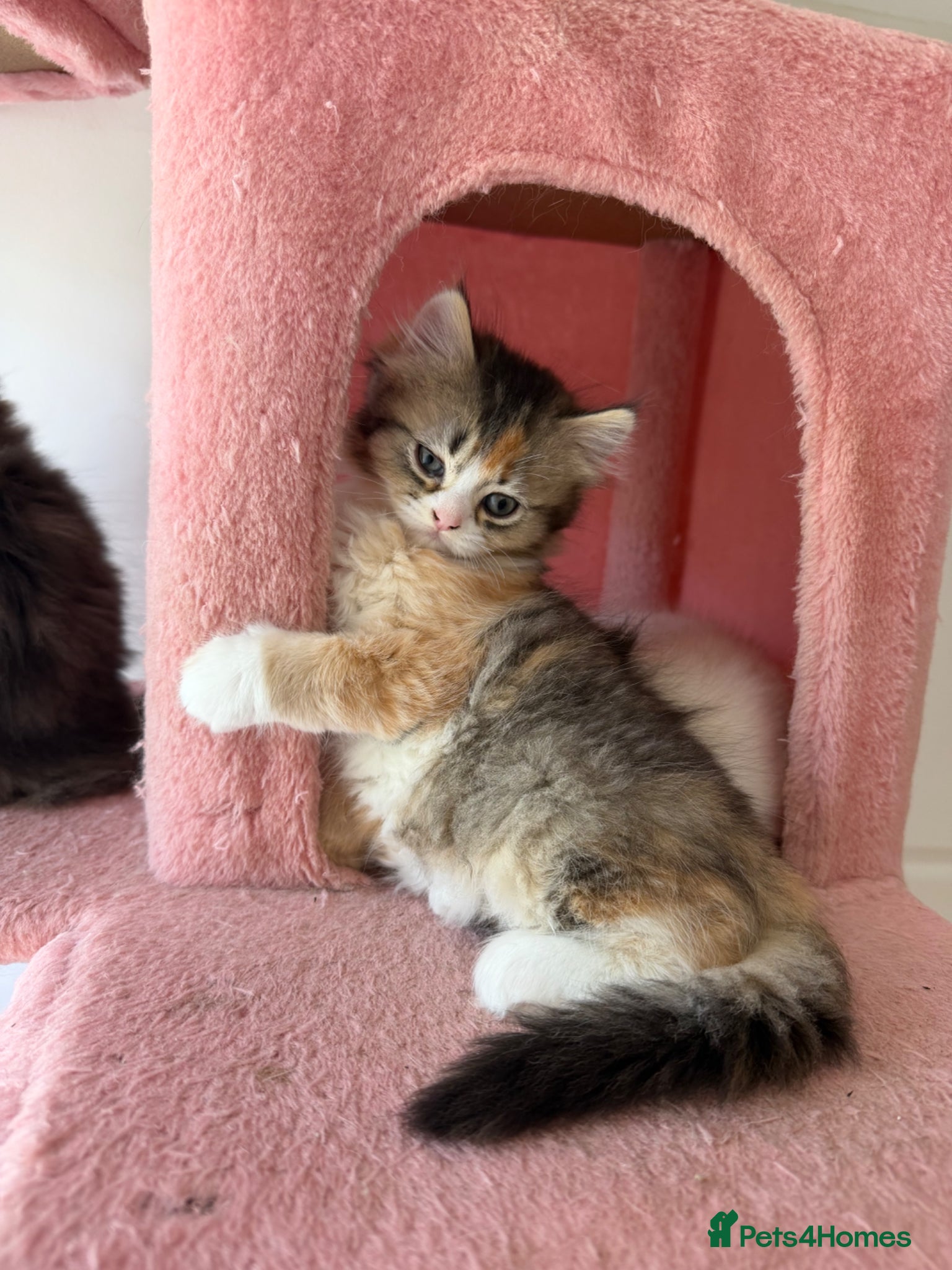 British Longhair cats LOOKING FOR A NEW HOME!!! NEW FAMILY  - Advert 1