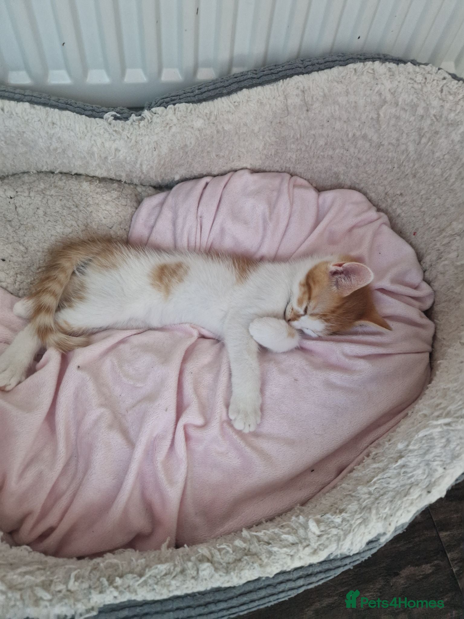 Mixed Breed cats 💥Last one siberian cross male💥 - Advert 14