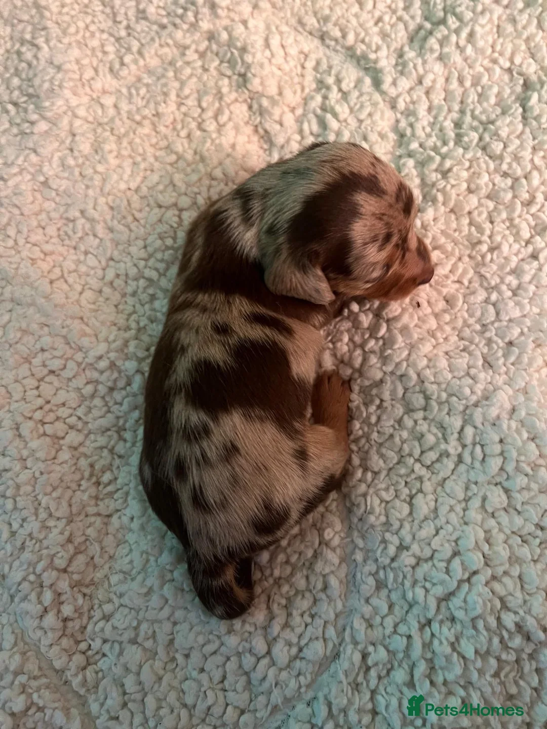 Miniature Dachshund dogs for sale: Stunning Miniature Daschunds  - Advert 5