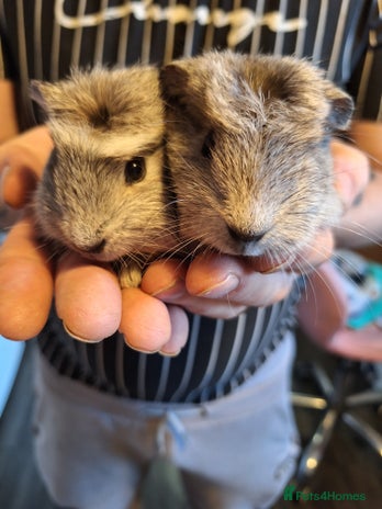 Guinea Pig rodents Bonded pair female baby guinea pigs - Advert 4
