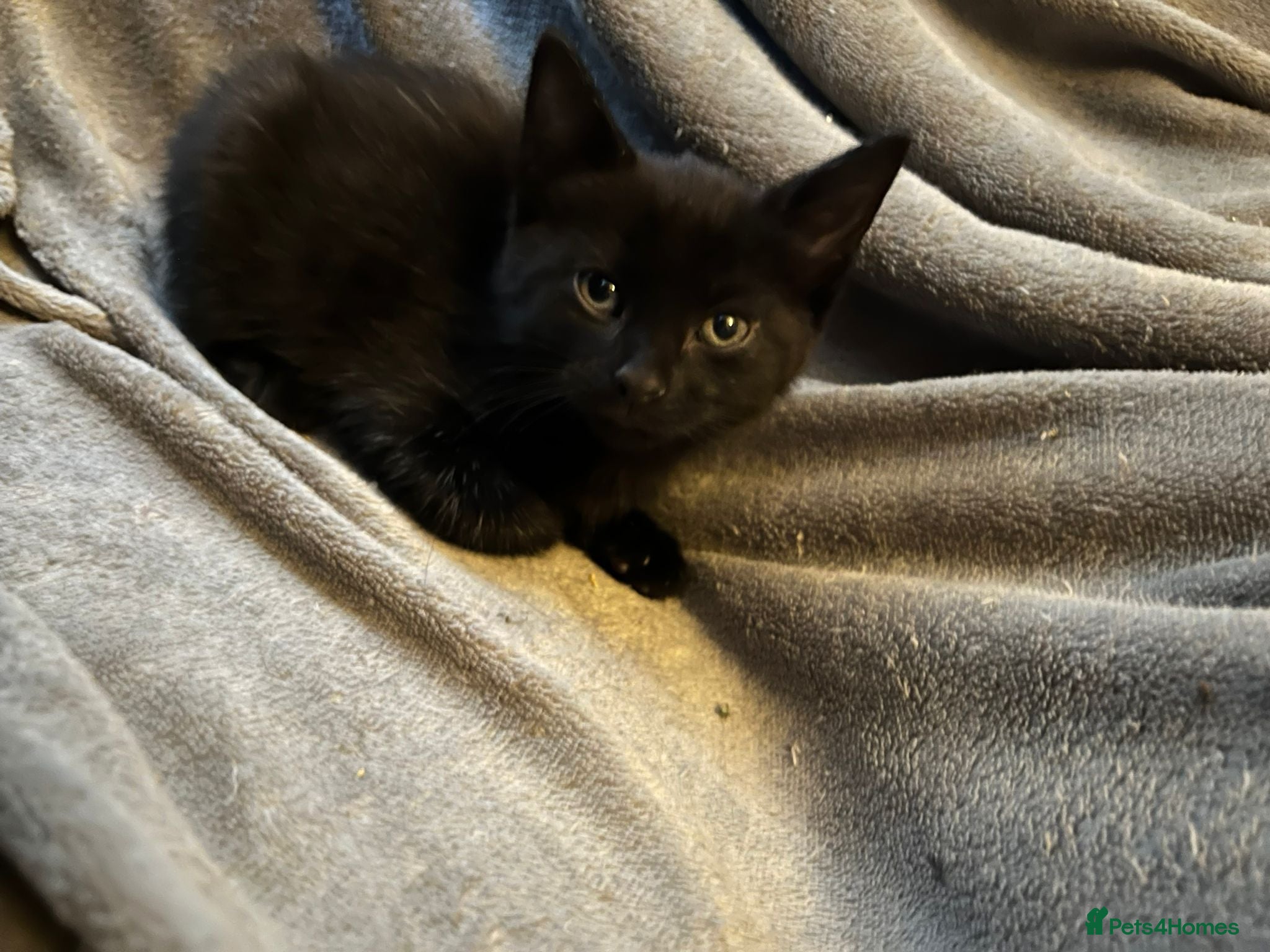 Domestic Shorthair cats Litter of 7 Ready for new homes 🥺 💖 - Advert 2