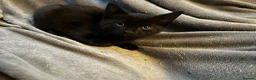 Domestic Shorthair cats for sale: Litter of 7 Ready for new homes 🥺 💖 in West Drayton - Advert 17