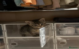 Mixed Breed cats for sale: Adorable 10-Week-Old Kittens for Sale!  - Image 4