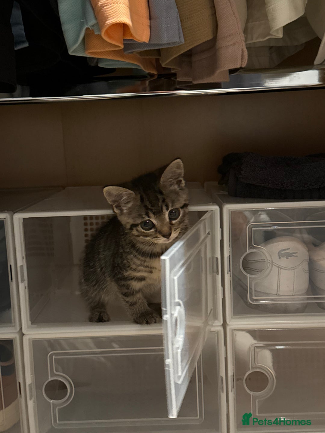 Mixed Breed cats for sale: Adorable 10-Week-Old Kittens for Sale!  - Image 4