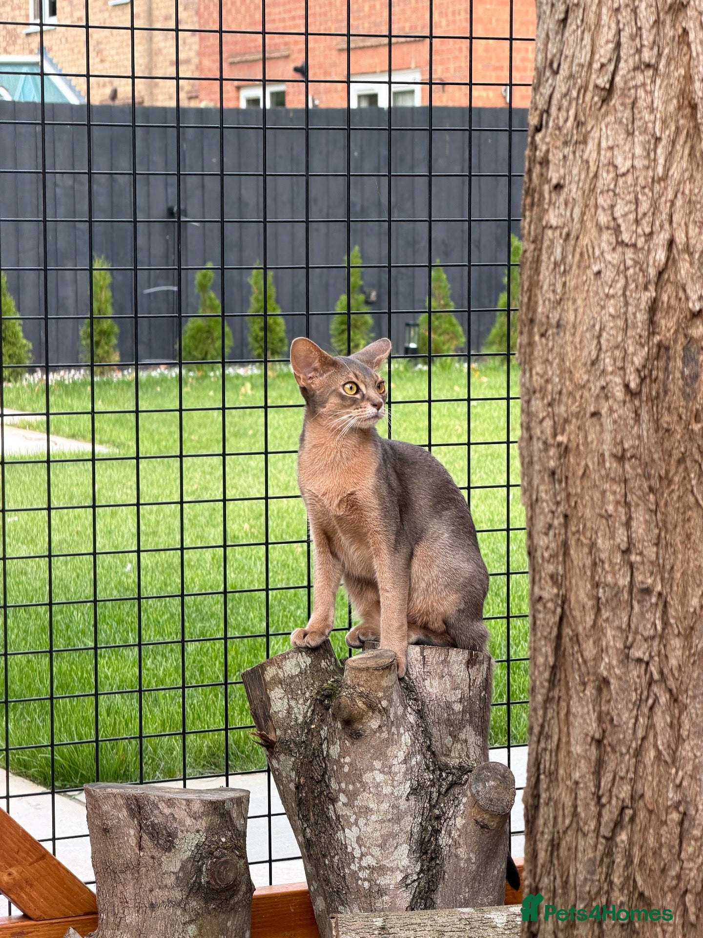 Abyssinian cats Last lovely boy😻 - Advert 12