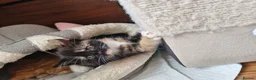 Mixed Breed cats for sale: Cute kitties are looking for a new home 🐈‍⬛ - Advert 18