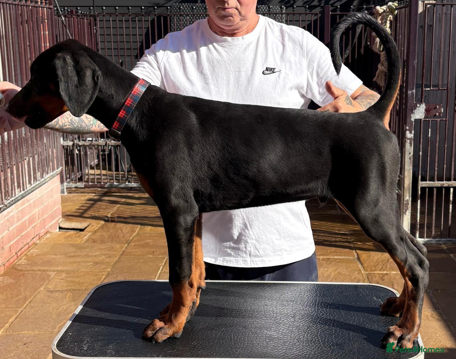 Dobermann dogs Top Quality Dobermann Puppies Available - Advert 1