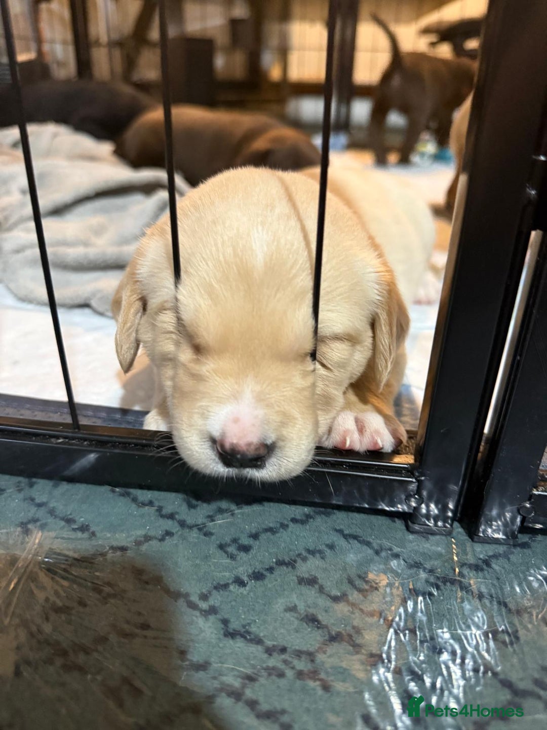 Labrador Retriever dogs for sale: Beautiful Labrador Puppies - Advert 7