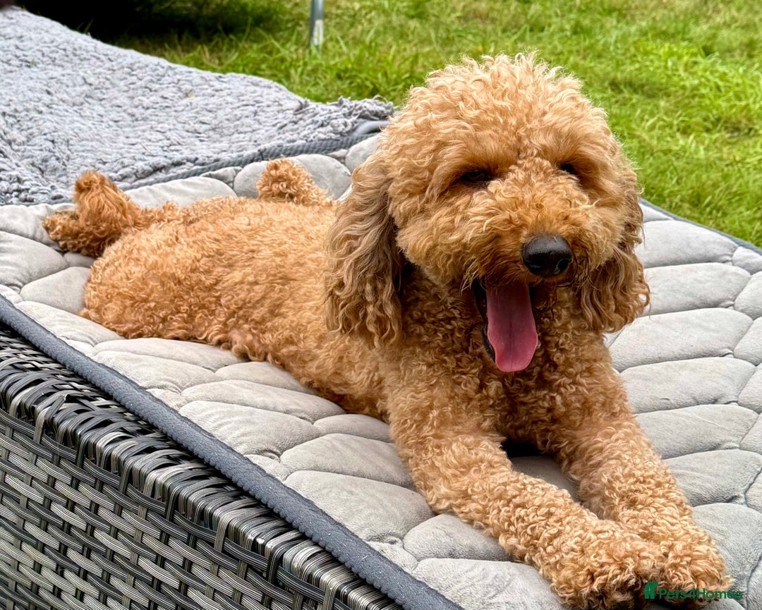Cockapoo dogs for adoption: CoCo’s Story – Freedom After a Life of Cruelty - Image 9